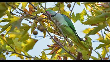 İskender papağanı