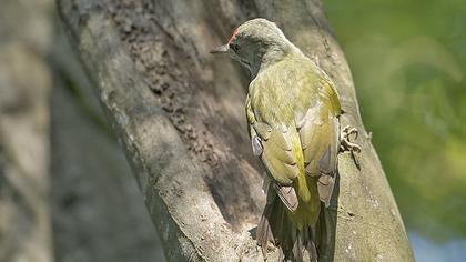 Küçük yeşil ağaçkakan