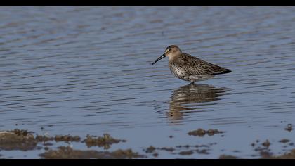 Karakarınlı kumkuşu