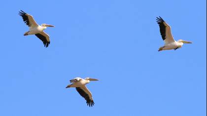 Great White Pelican