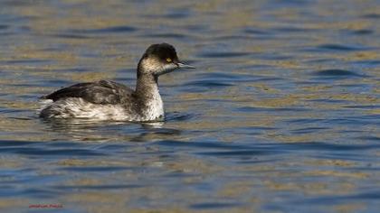 Karaboyunlu batağan
