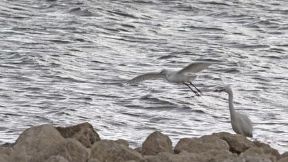 Küçük ak balıkçıl