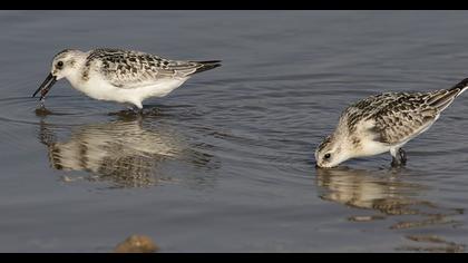 Sanderling