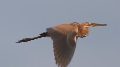 Erguvani balıkçıl