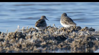 Sarıbacaklı kumkuşu