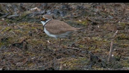 Halkalı küçük cılıbıt