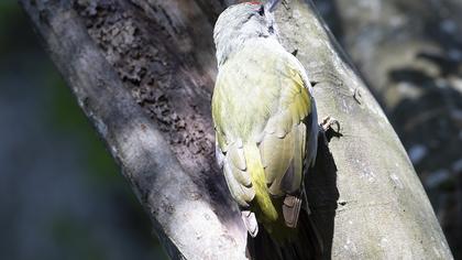 Küçük yeşil ağaçkakan