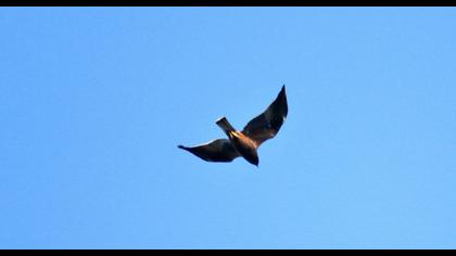 Büyük orman kartalı