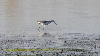 Bataklık düdükçünü