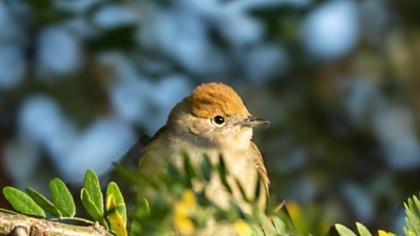 Karabaşlı ötleğen