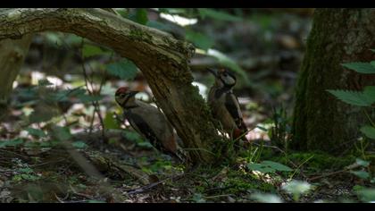 Orman alaca ağaçkakanı