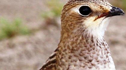 Bataklıkkırlangıcı