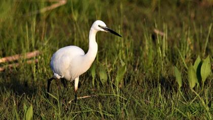 Küçük ak balıkçıl
