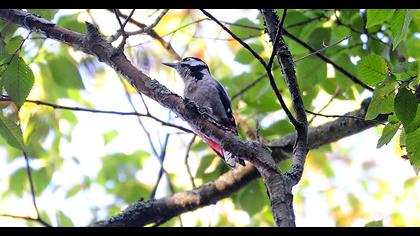 Orman alaca ağaçkakanı
