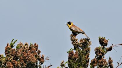 Karabaşlı kirazkuşu