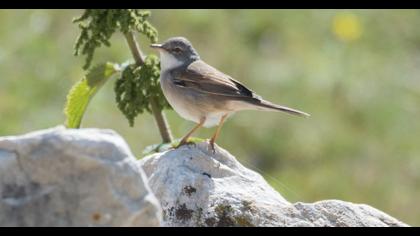 Akgerdanlı ötleğen