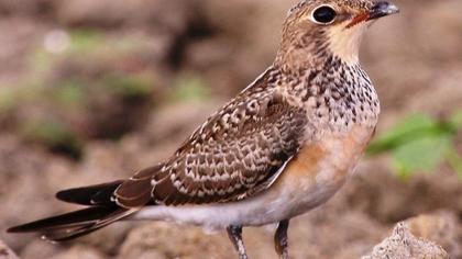 Bataklıkkırlangıcı