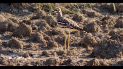 Eurasian Stone-curlew