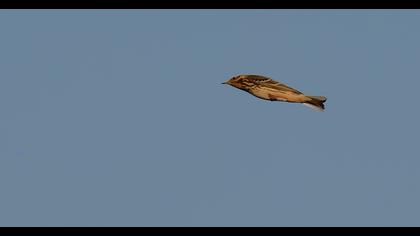 Kızılgerdanlı incirkuşu