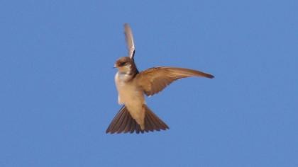 Sand Martin