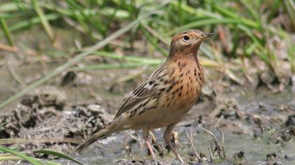Kızılgerdanlı incirkuşu