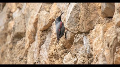 Wallcreeper
