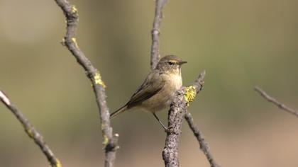 Common Chiffchaff