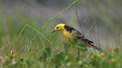 Sarıbaşlı kuyruksallayan