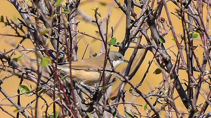 Küçük akgerdanlı ötleğen