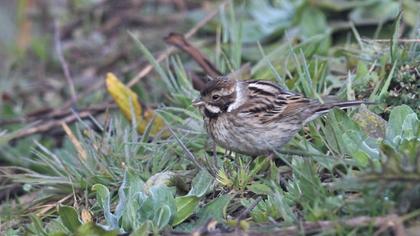 Bataklık Kirazkuşu