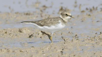 Halkalı küçük cılıbıt