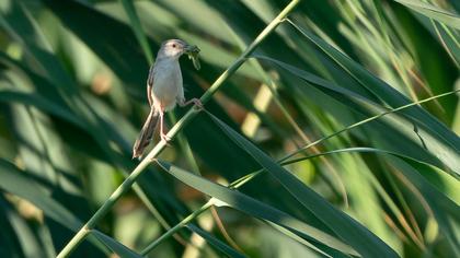 Dikkuyruklu ötleğen