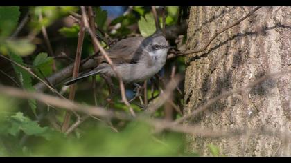 Küçük akgerdanlı ötleğen