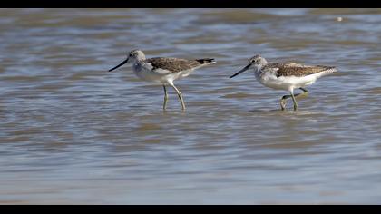 Bataklık düdükçünü