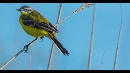 Sarı kuyruksallayan