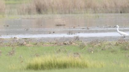 Küçük ak balıkçıl