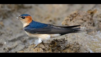 Kızıl kırlangıç