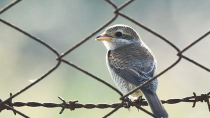 Kızılbaşlı örümcekkuşu
