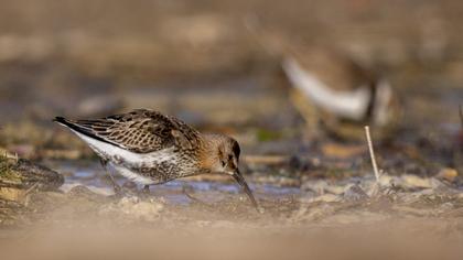 Karakarınlı kumkuşu