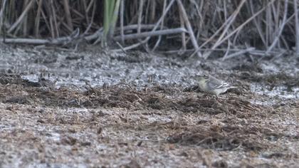 Sarıbaşlı kuyruksallayan