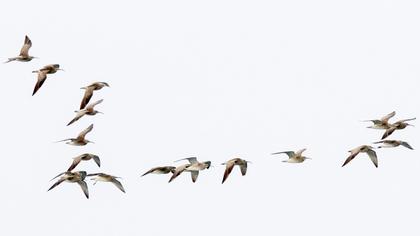 Sürmeli kervançulluğu