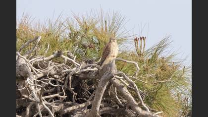 Common Kestrel
