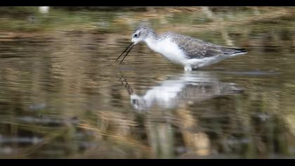 Bataklık düdükçünü