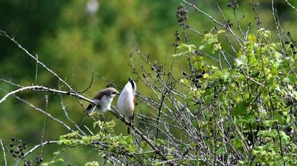 Kızılsırtlı örümcekkuşu