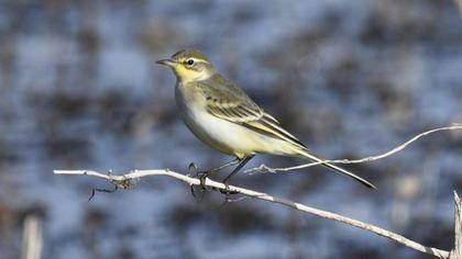 Sarı kuyruksallayan