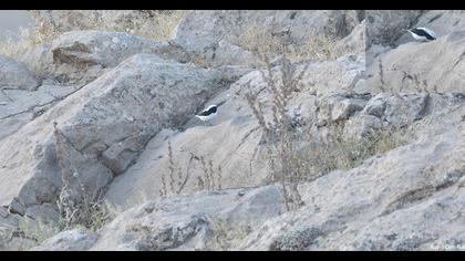 Aksırtlı kuyrukkakan