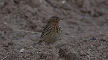 Kızılgerdanlı incirkuşu