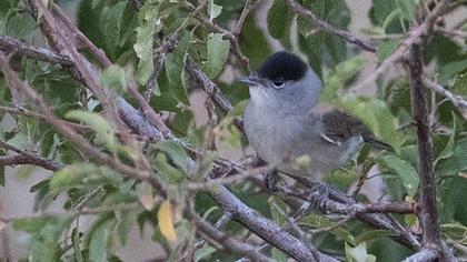 Karabaşlı ötleğen