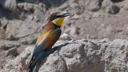 European Bee-eater