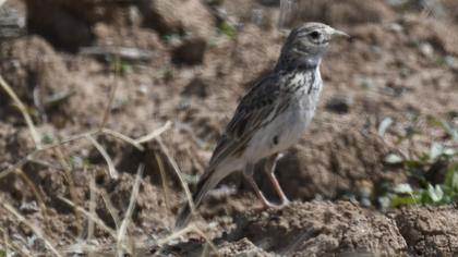 Türkistan çorak toygarı